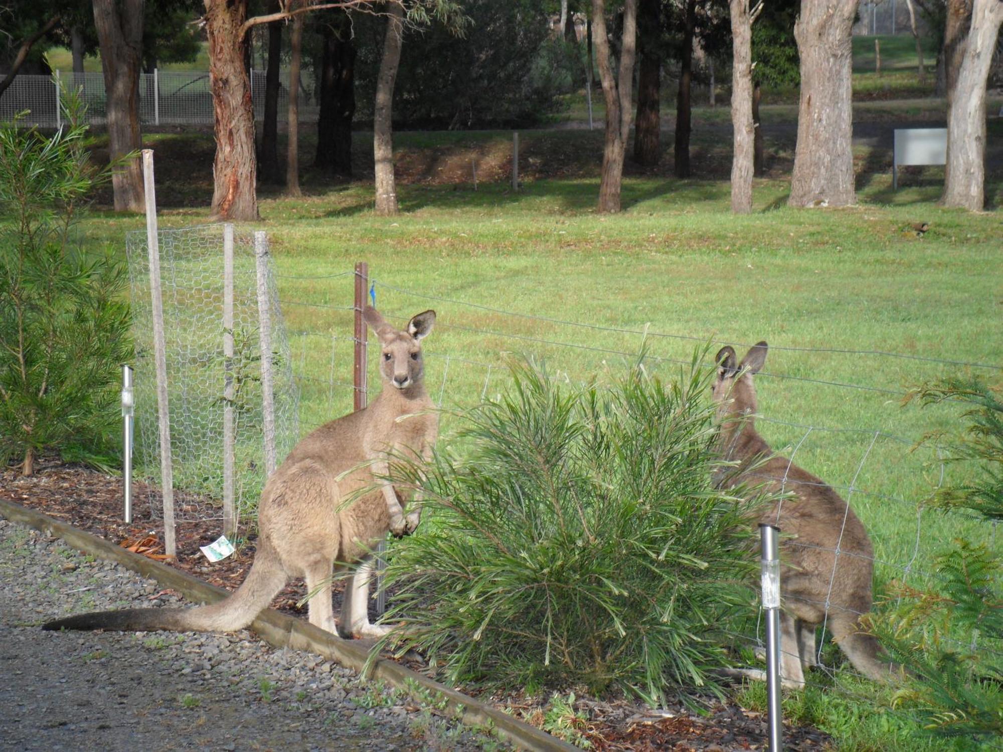 Grampians Chalets Halls Gap Exterior foto