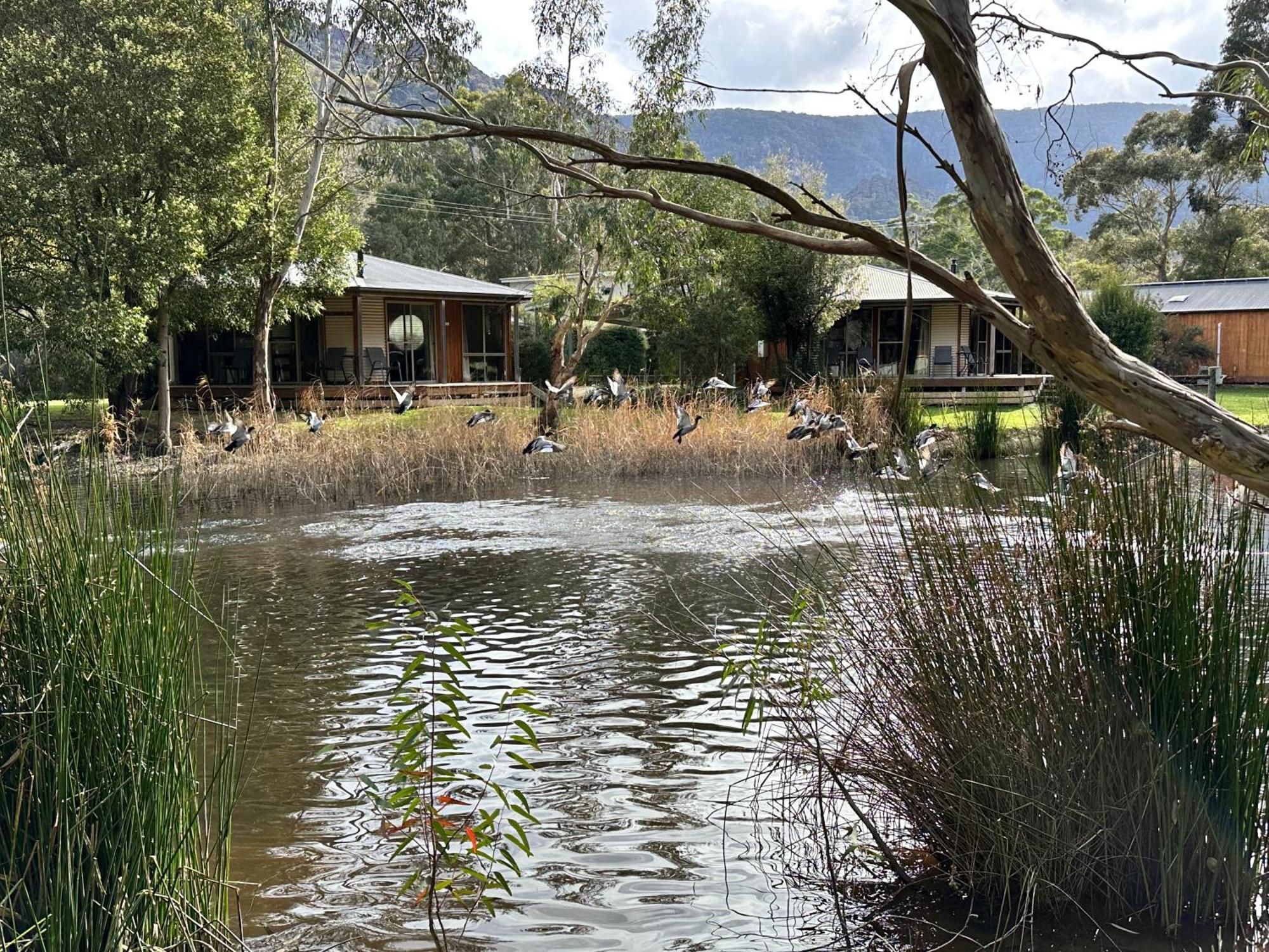 Grampians Chalets Halls Gap Exterior foto